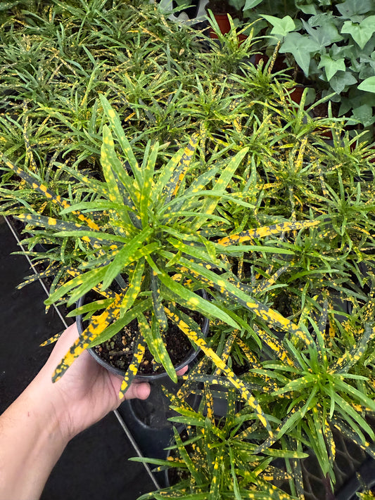 Croton 'Gold Dust'