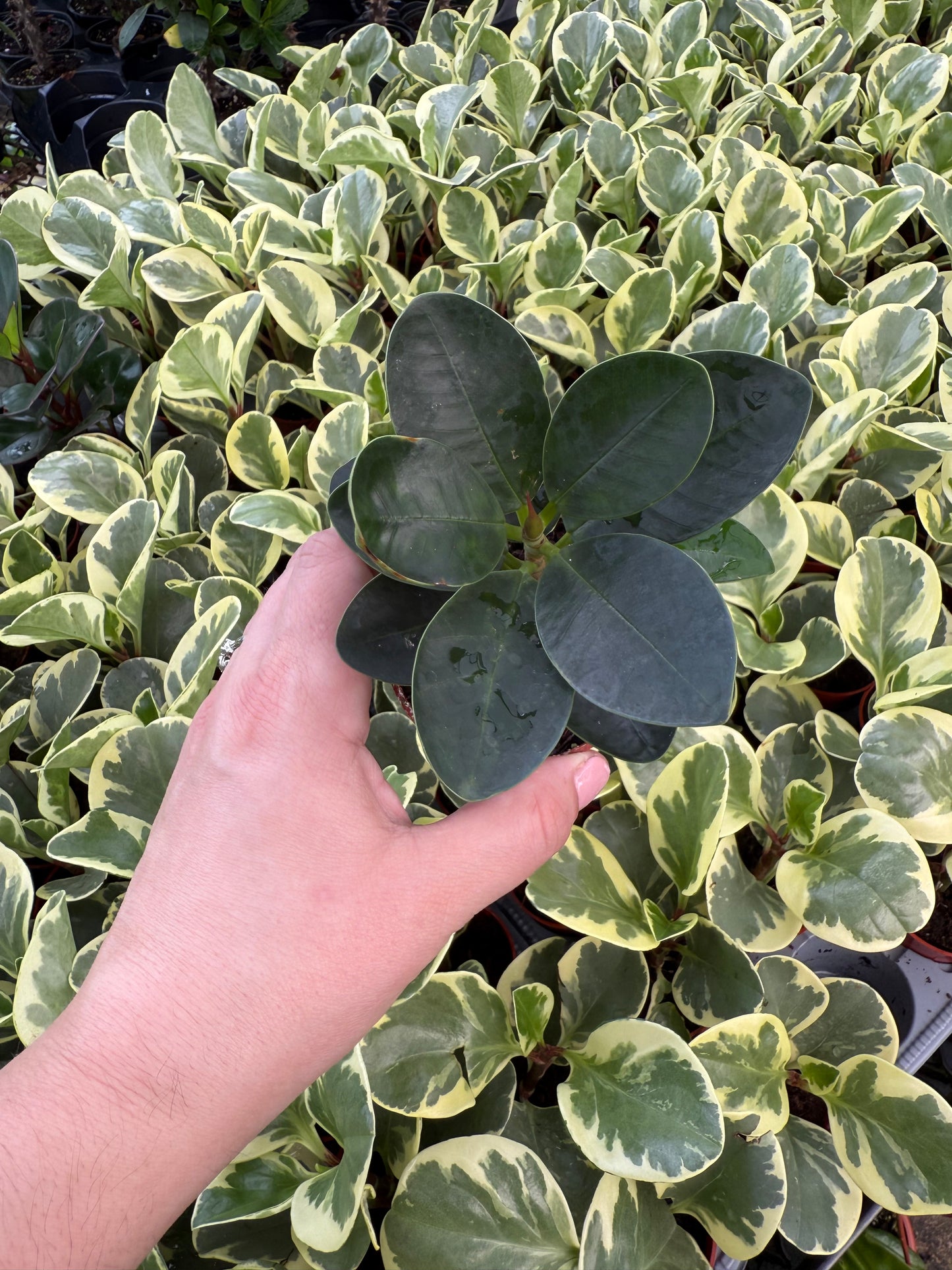 Ficus microcarpa ‘Green Island’