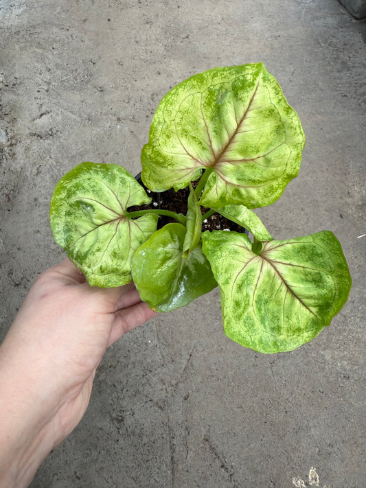 Syngonium 'Sierra Kiwi Delight'