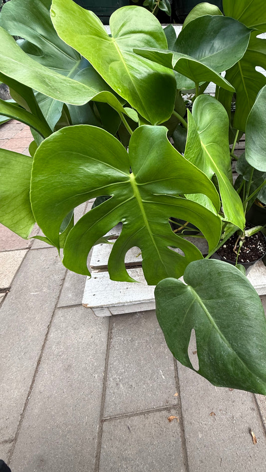 Monstera Deliciosa