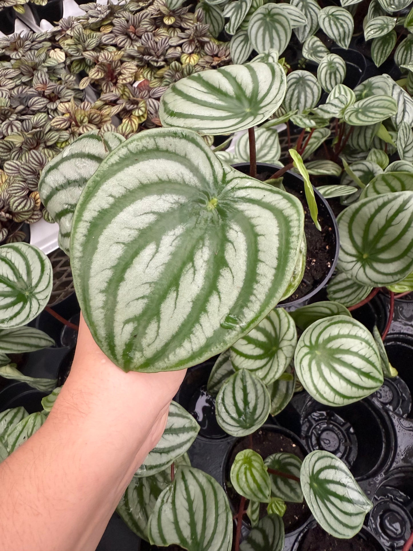 Peperomia ‘Watermelon’