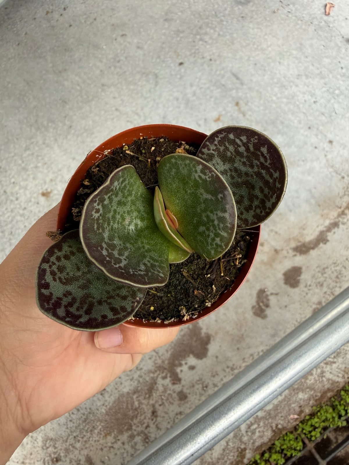 Adromischus maculatus