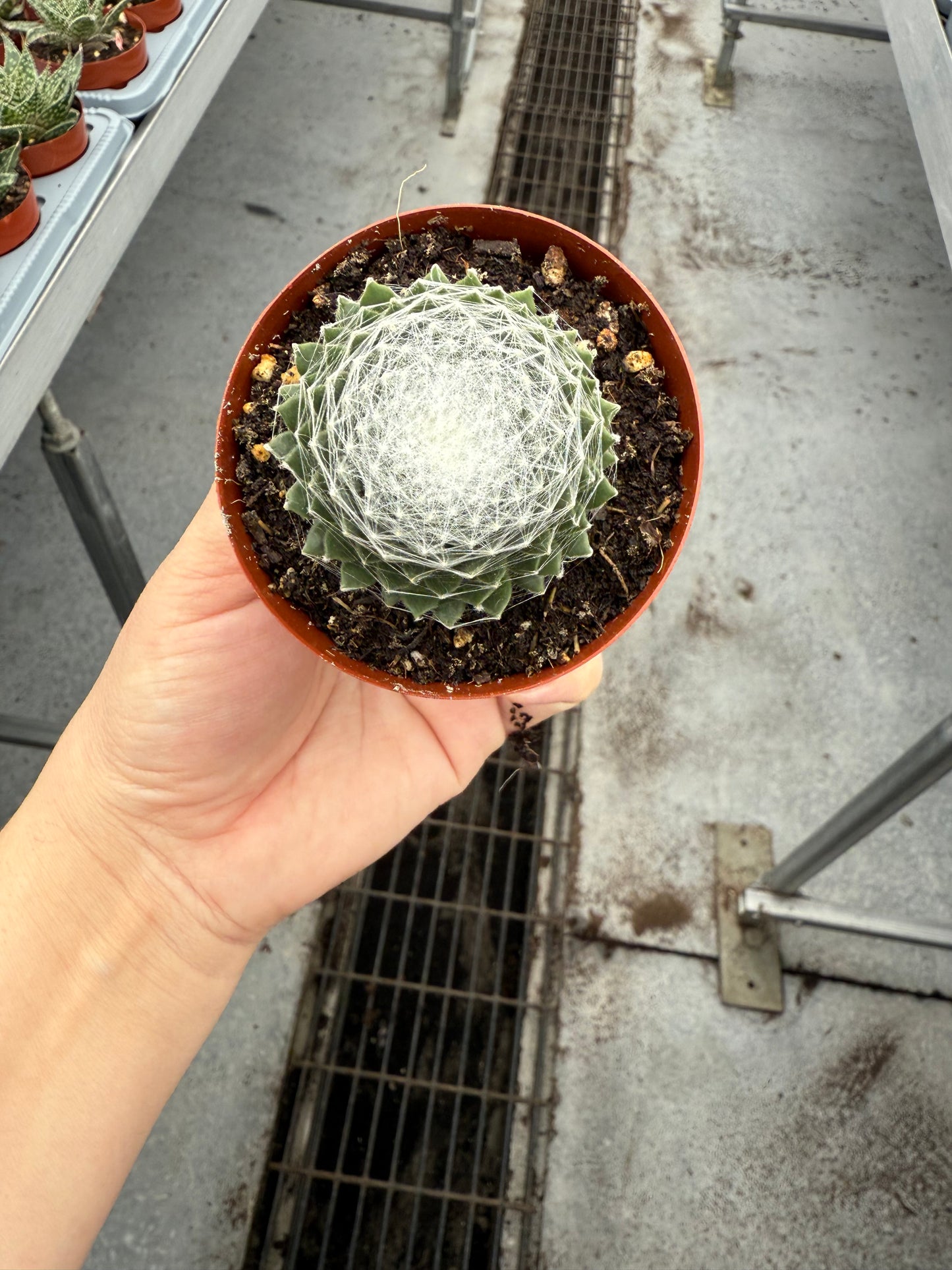 Sempervivum ‘Arctic White’