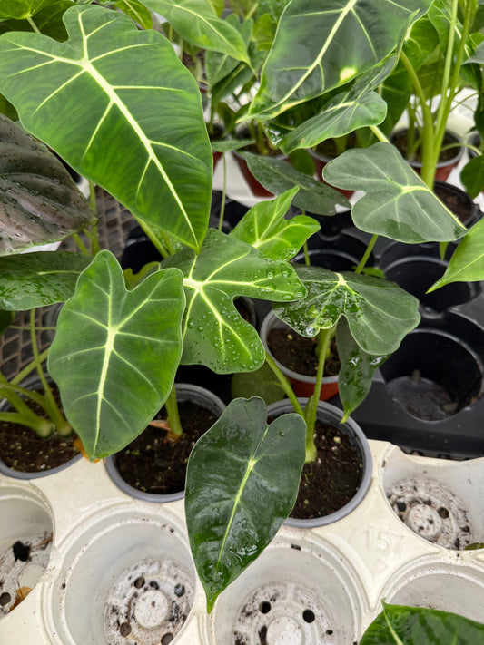 Alocasia Frydek