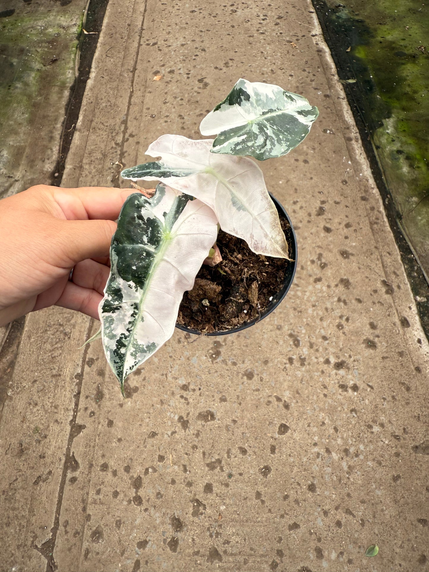 Alocasia Polly Pink Variegata