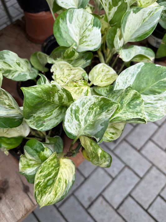 Pothos Manjula