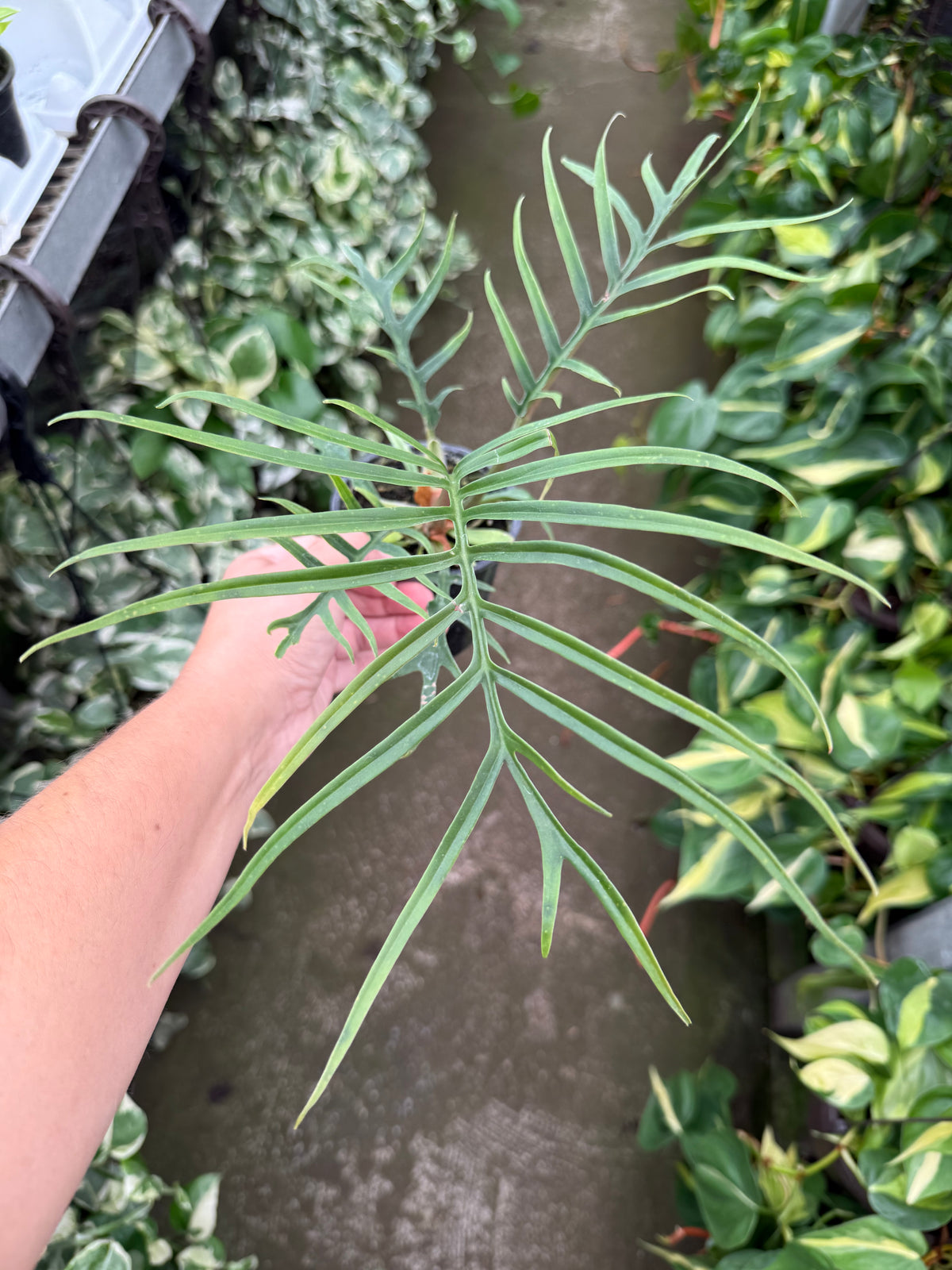 Philodendron ‘Tortum’