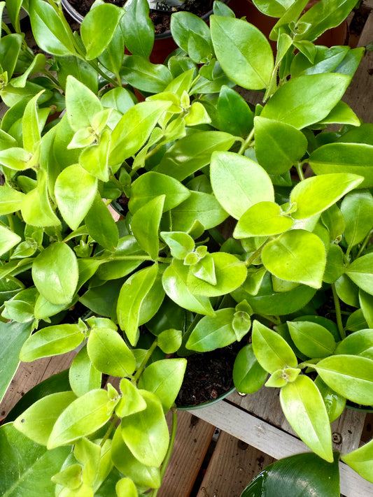 Aeschynanthus Mona Lisa – “Lipstick Plant”