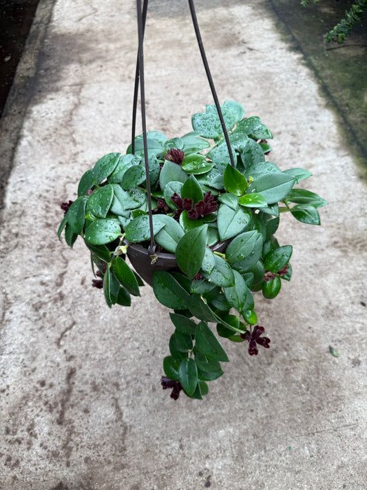 Aeschynanthus Mona Lisa – “Lipstick Plant”