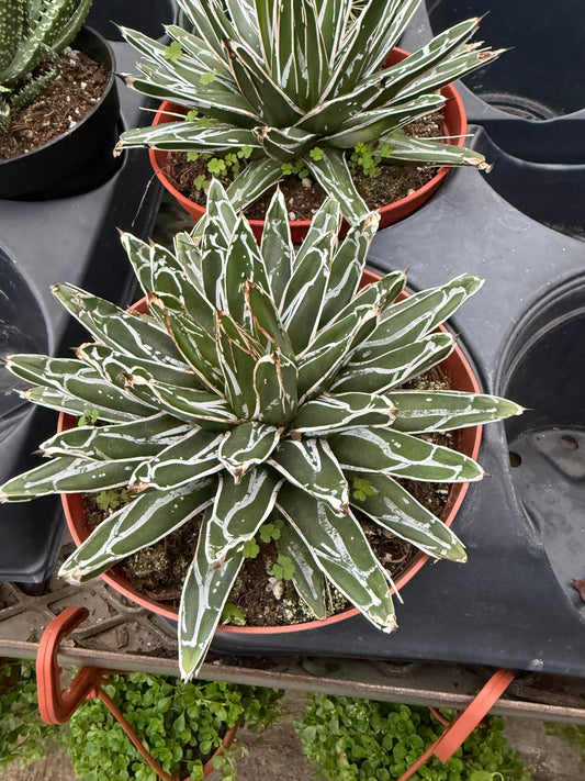 Agave ‘Queen Victoria’