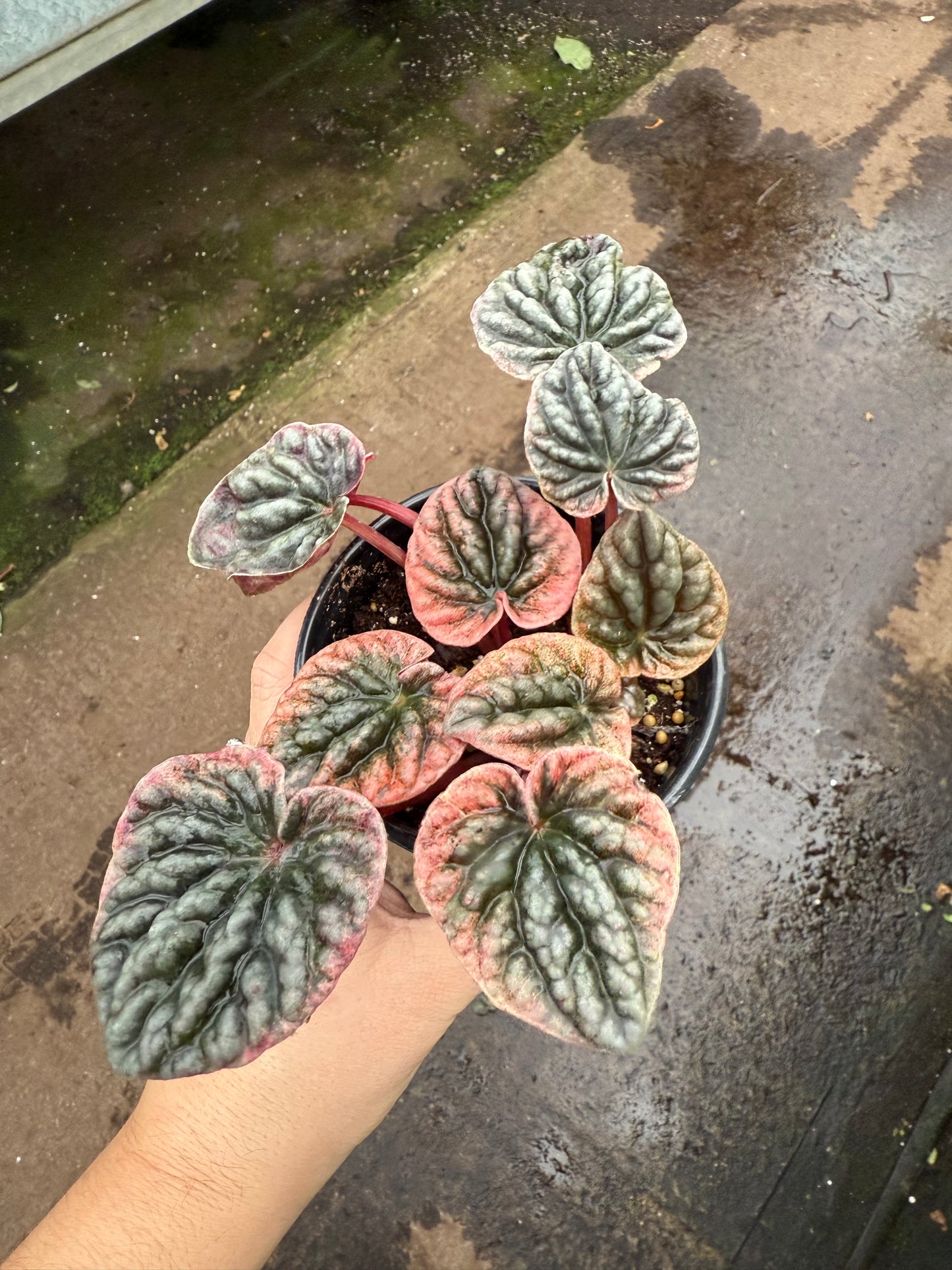 Peperomia caperata ‘Abricos’