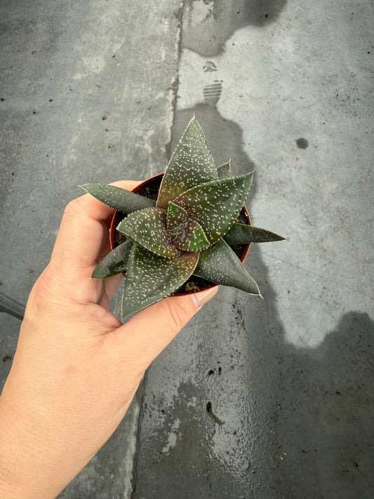 Haworthia Hippo