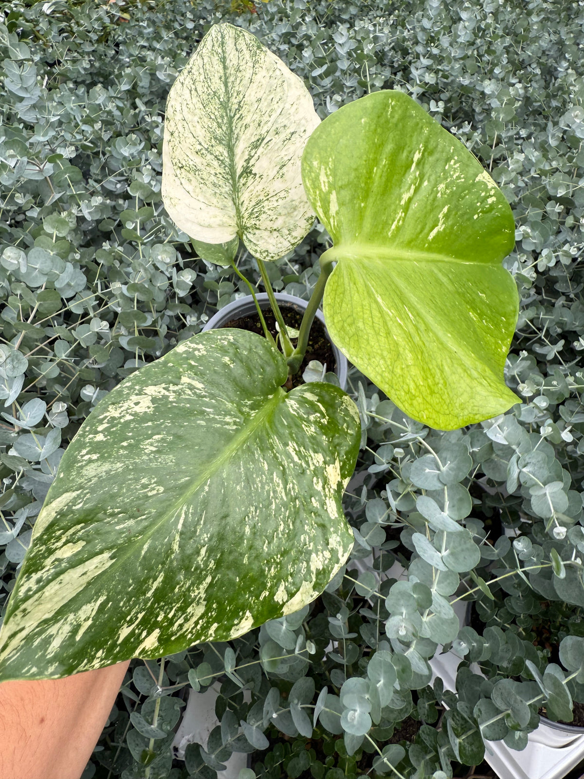 Monstera ‘Mint Variegata’