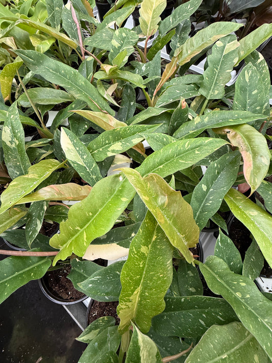 Philodendron ‘Ring of Fire’