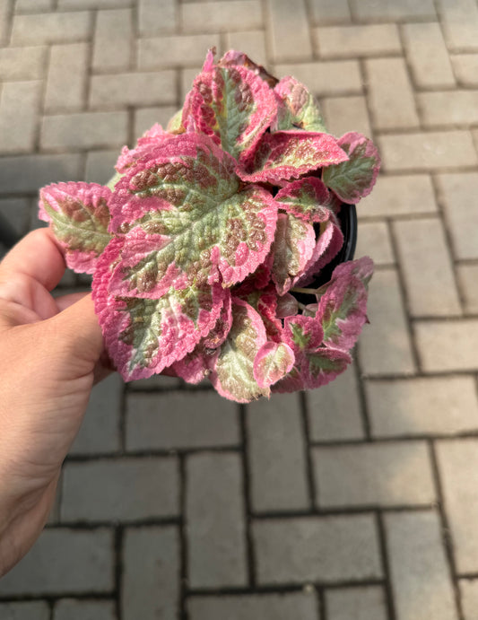 Episcia “Pink Brocade”