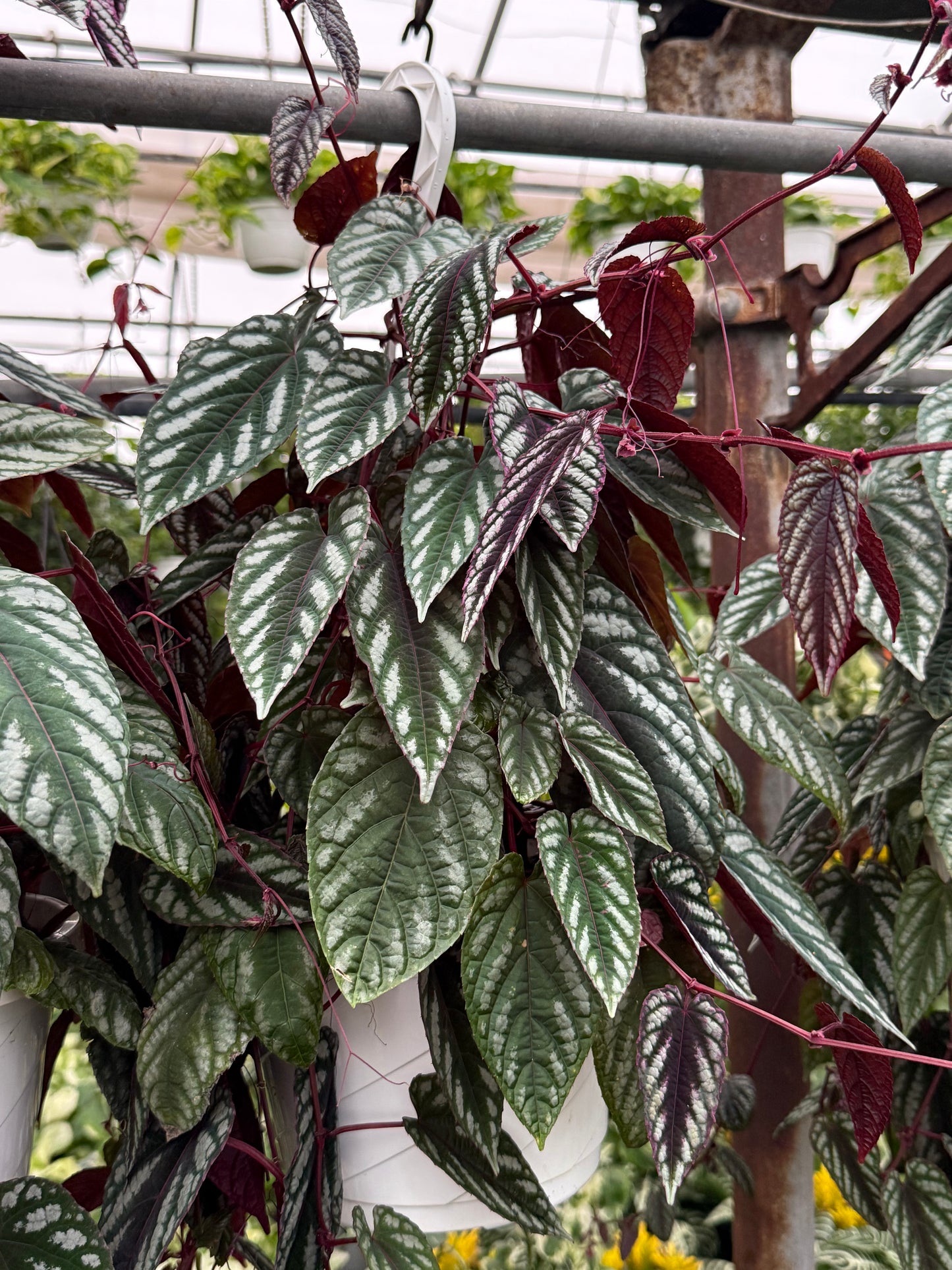 Cissus ´Discolor’