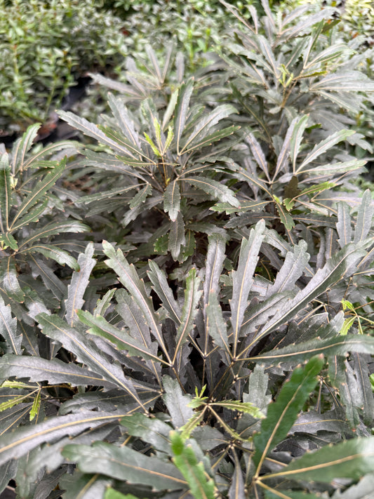 Aralia Elegantissima