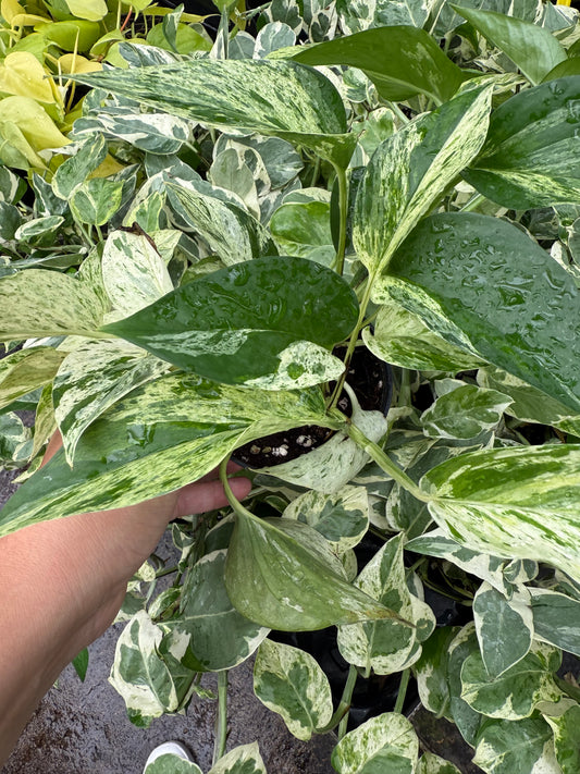 Pothos "Pearls & Jade”
