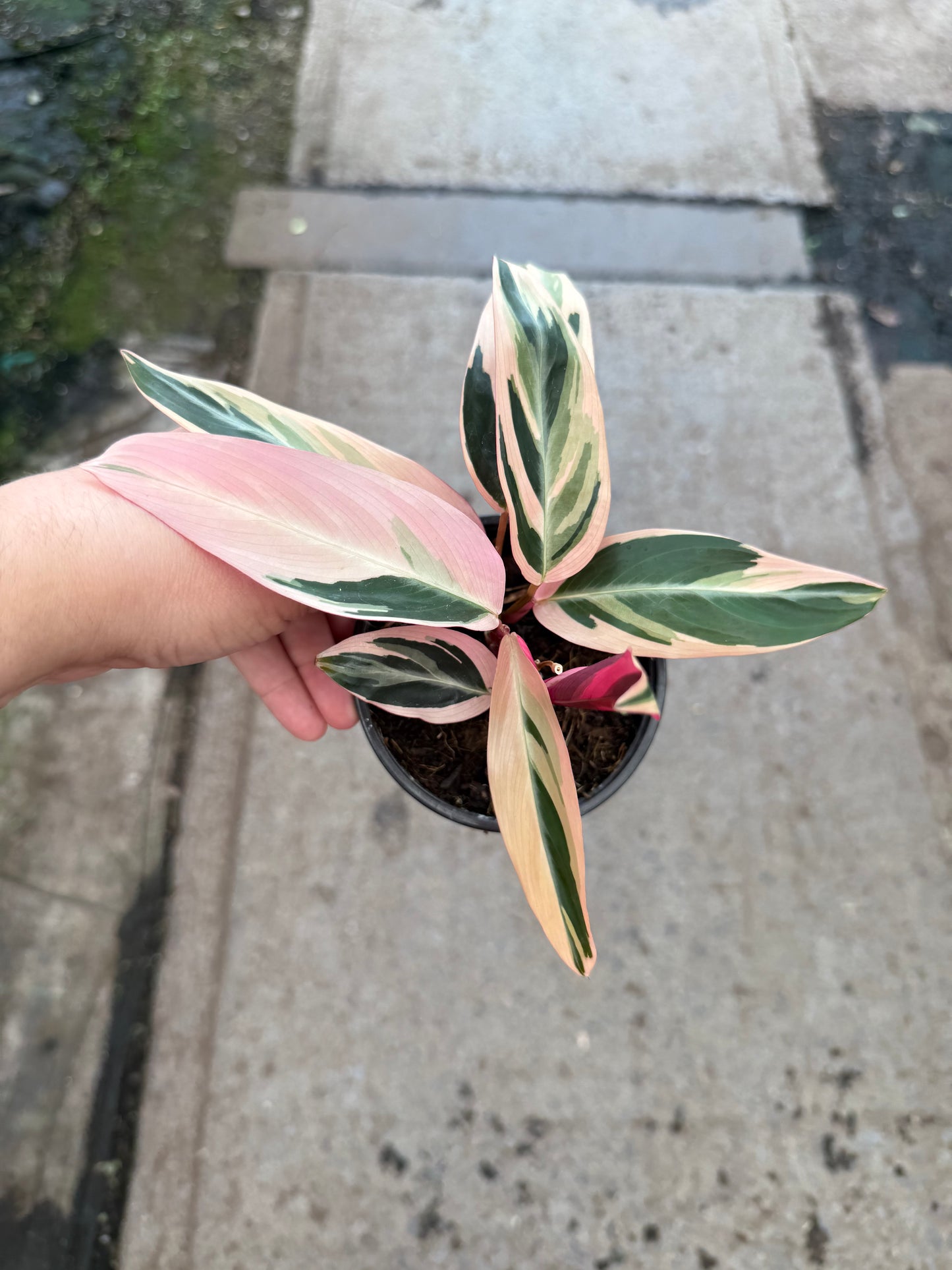 Stromanthe Trio Star