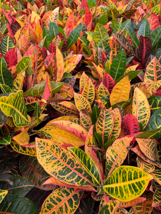 Croton (Codiaeum variegatum)