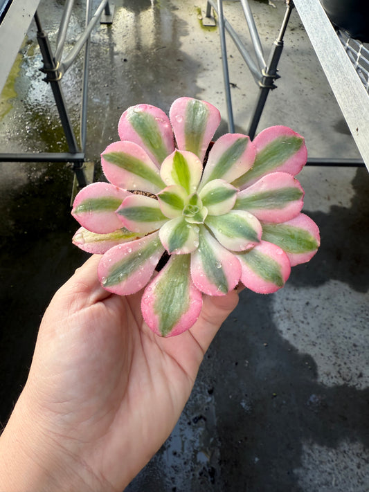 Aeonium ‘Wheels of Adoration’