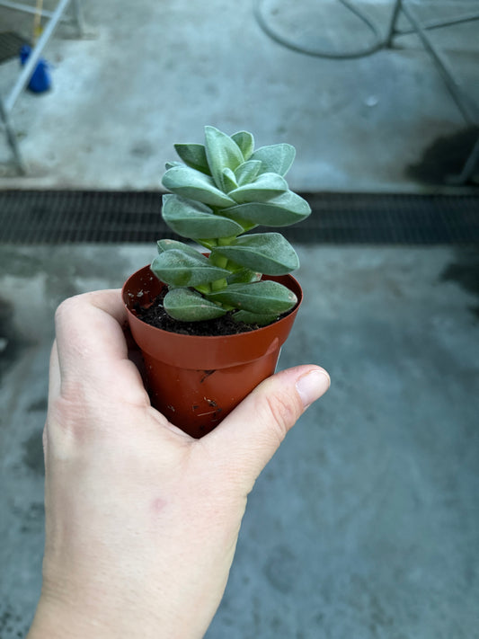 Crassula ‘Springtime’