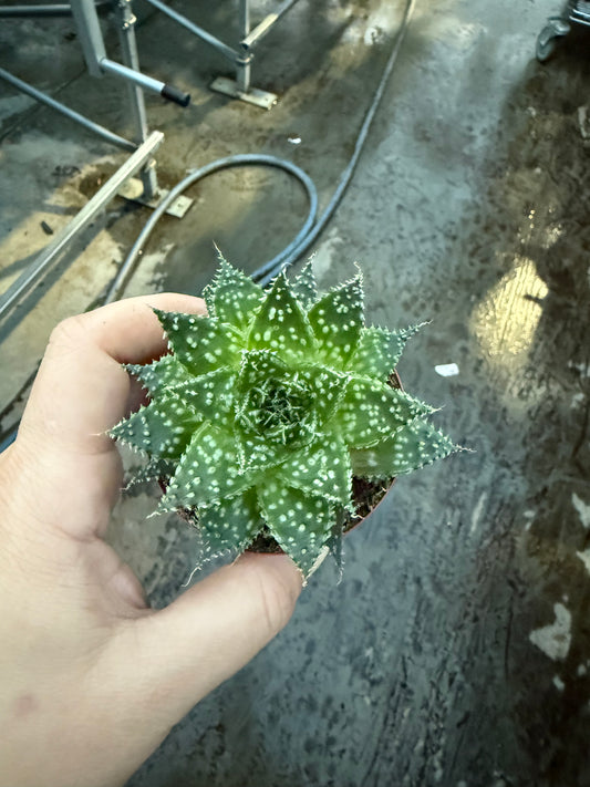 Aloe aristata ‘Zambezi’
