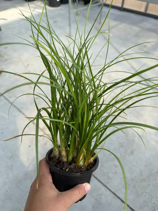 Beaucarnea recurvata (multi)