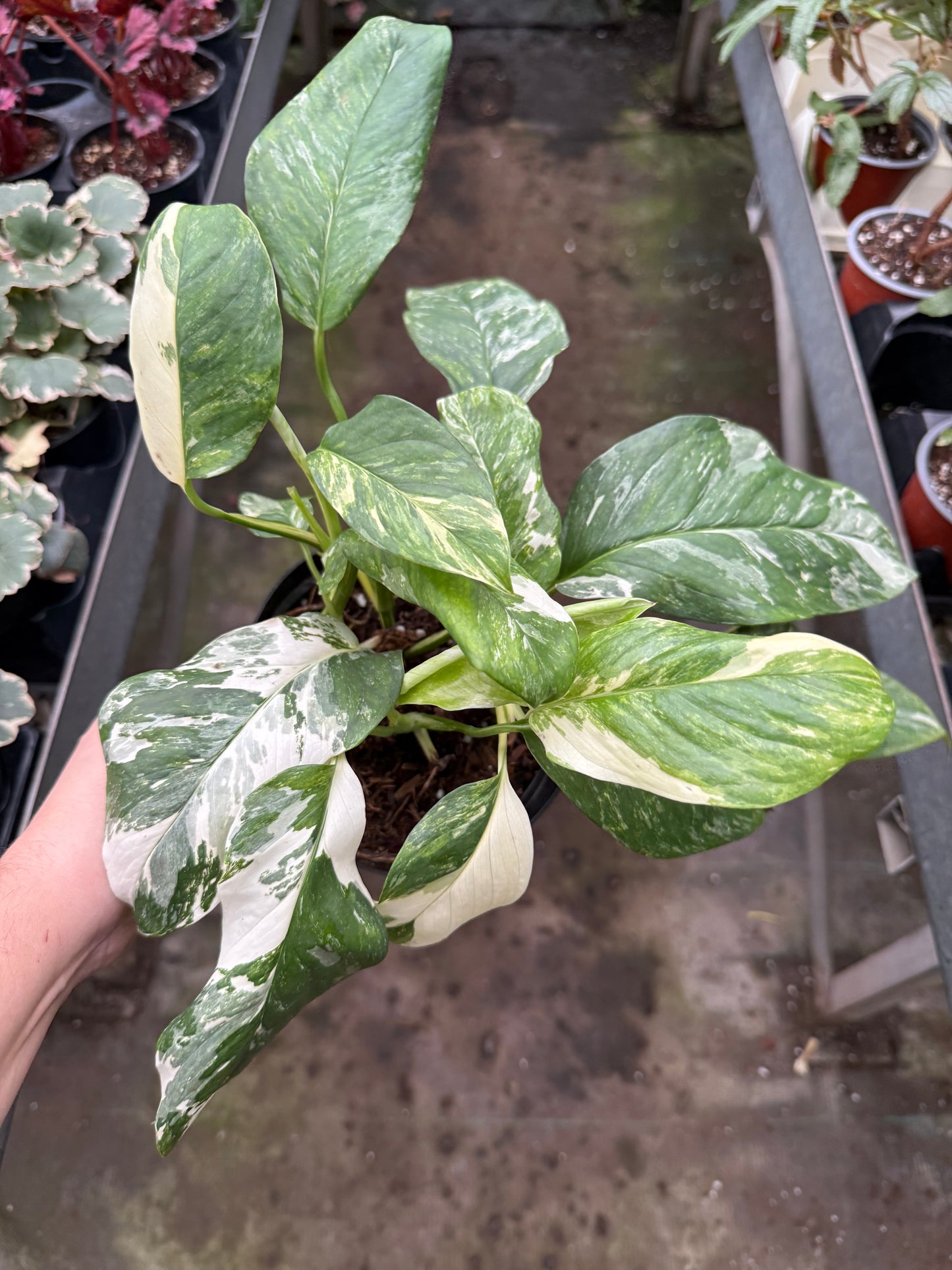 Monstera lechleriana Variegata