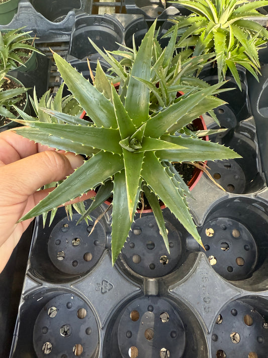 Dyckia
