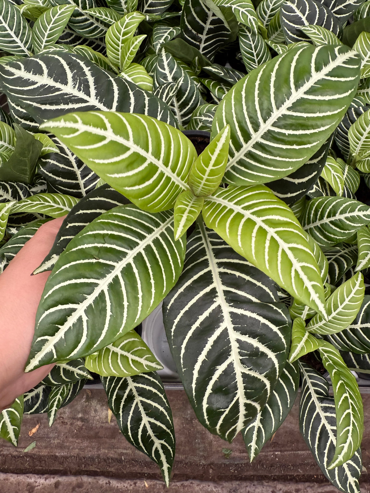 Zebra Snowflake Aphelandra Snowflake - Zebra Plant | Plante Zèbre | La Folie Verte