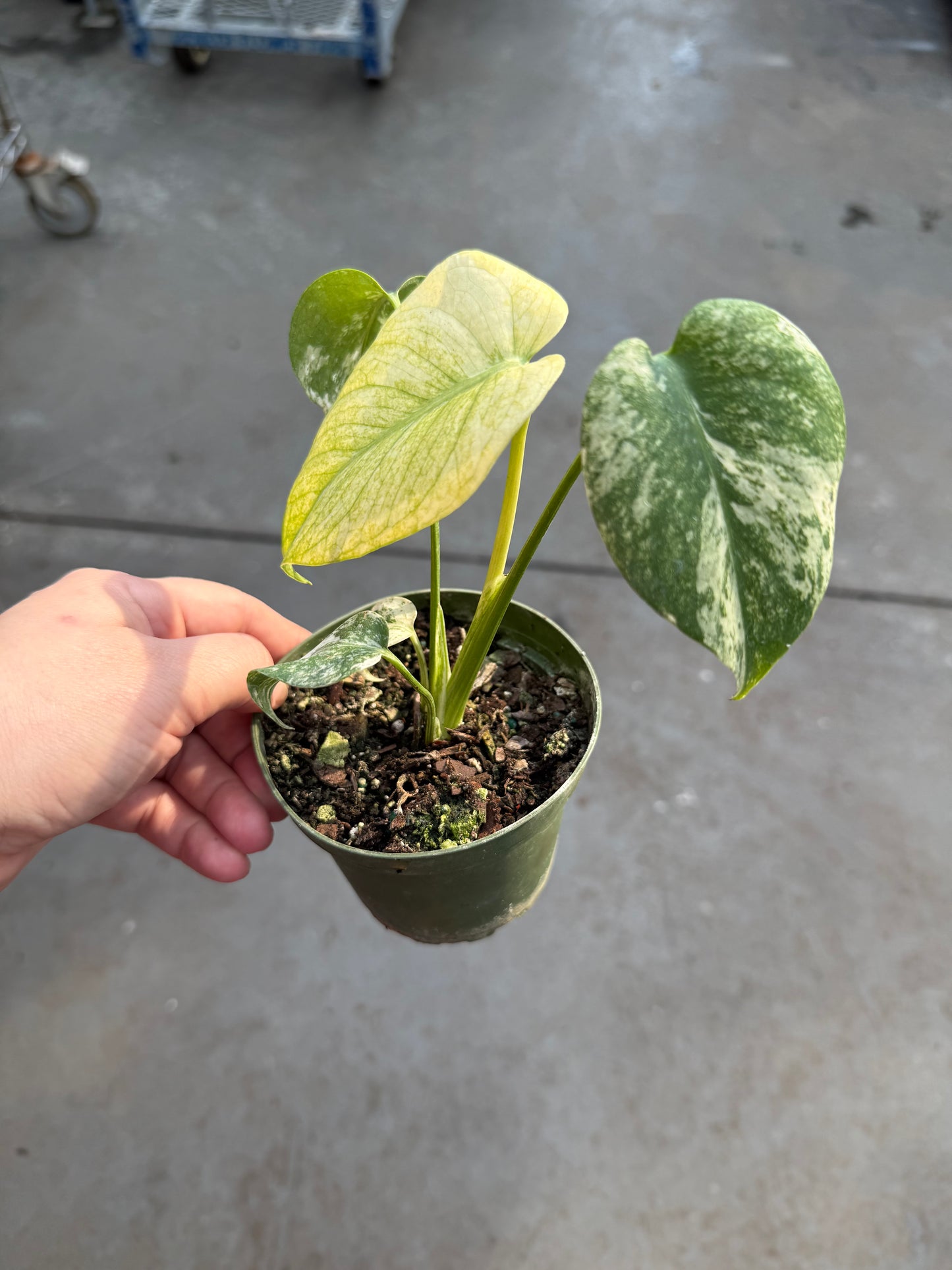 Monstera ‘White Monster’
