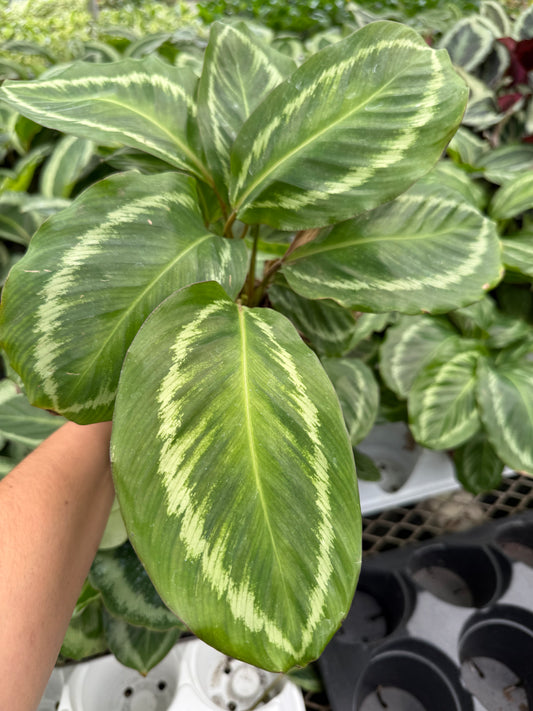 Calathea musaica"Gecko"