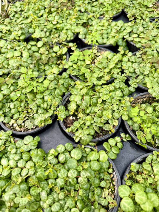 Peperomia Prostrata ‘String of Turtles’