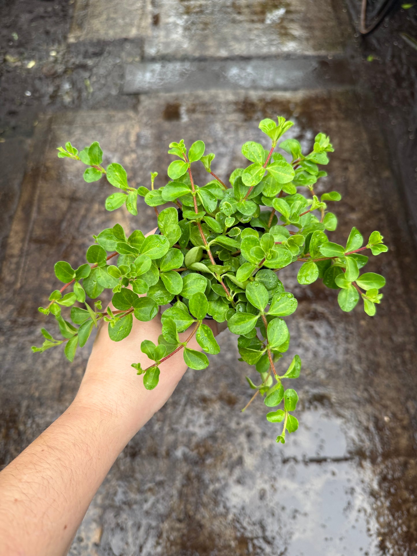 Peperomia Rotundifolia
