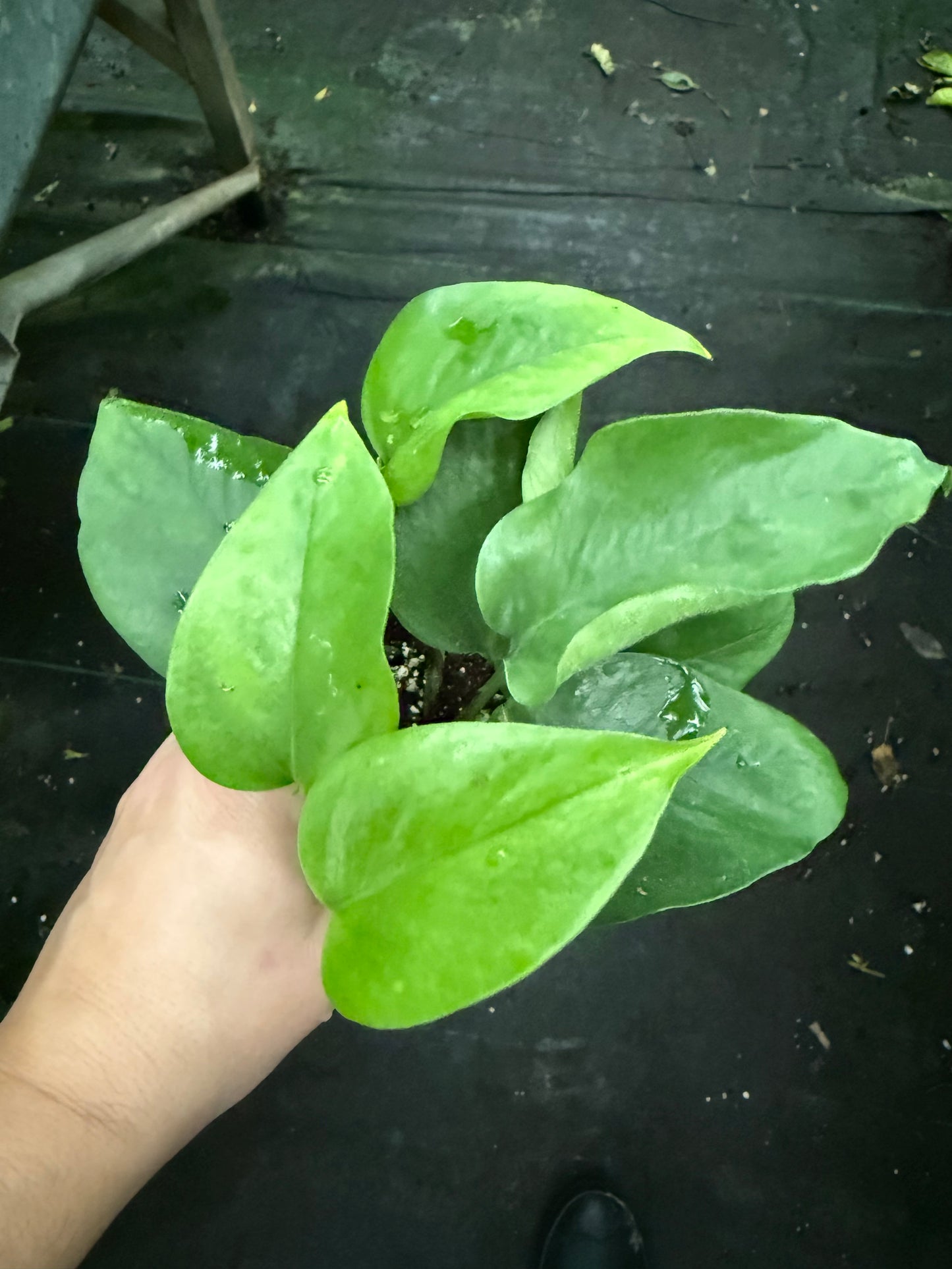 Pothos ‘Jade Select’