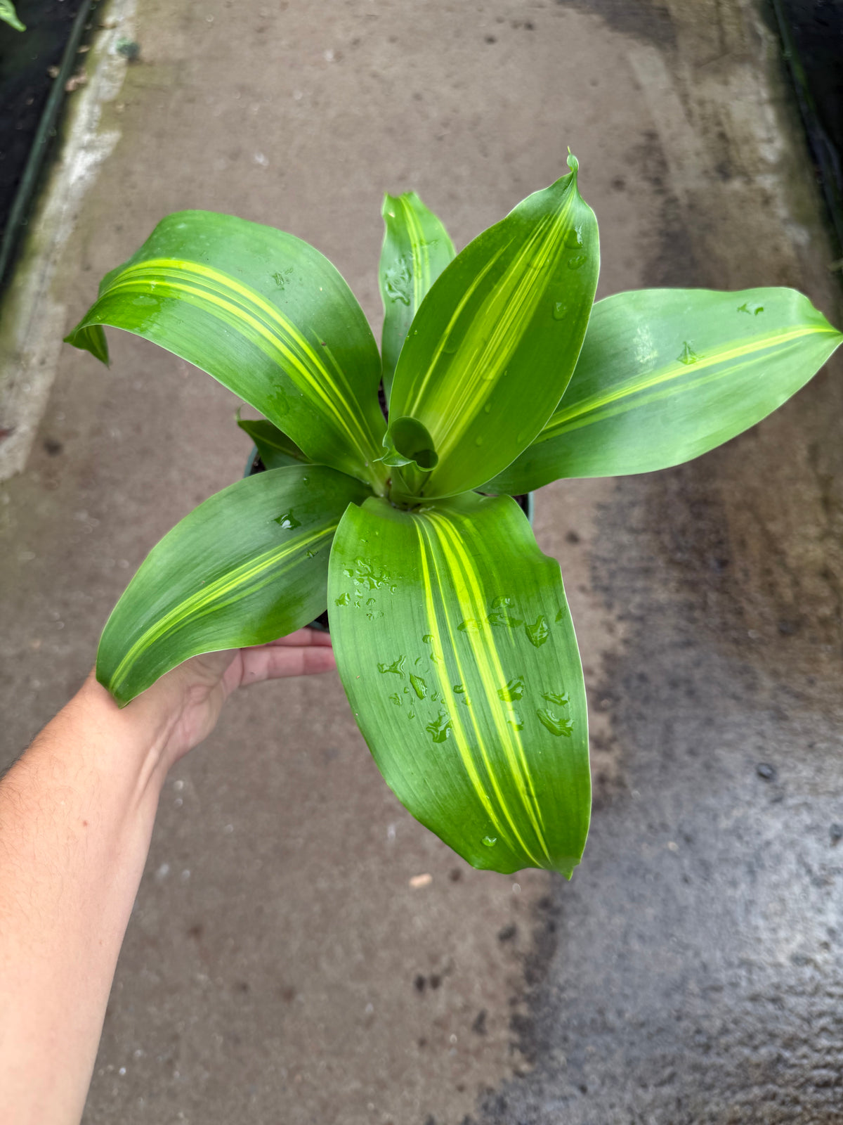 Dracaena ‘Golden Heart’