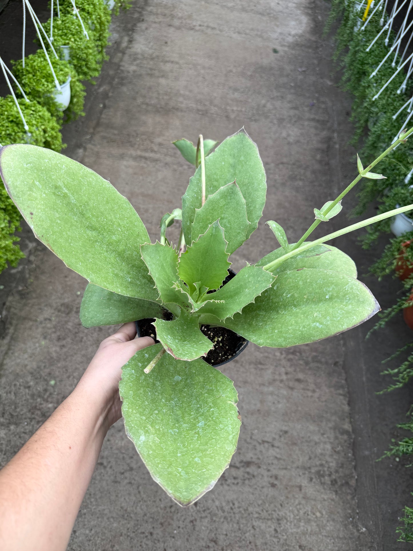 Kalanchoe Synsepala