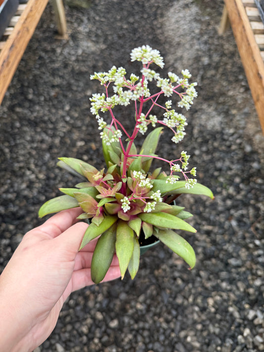 Crassula Orbicularis