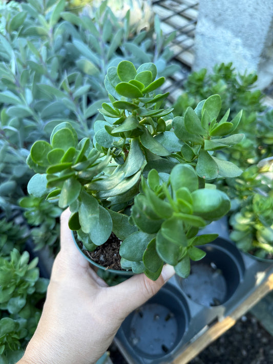 Crassula ovata – Jade Plant