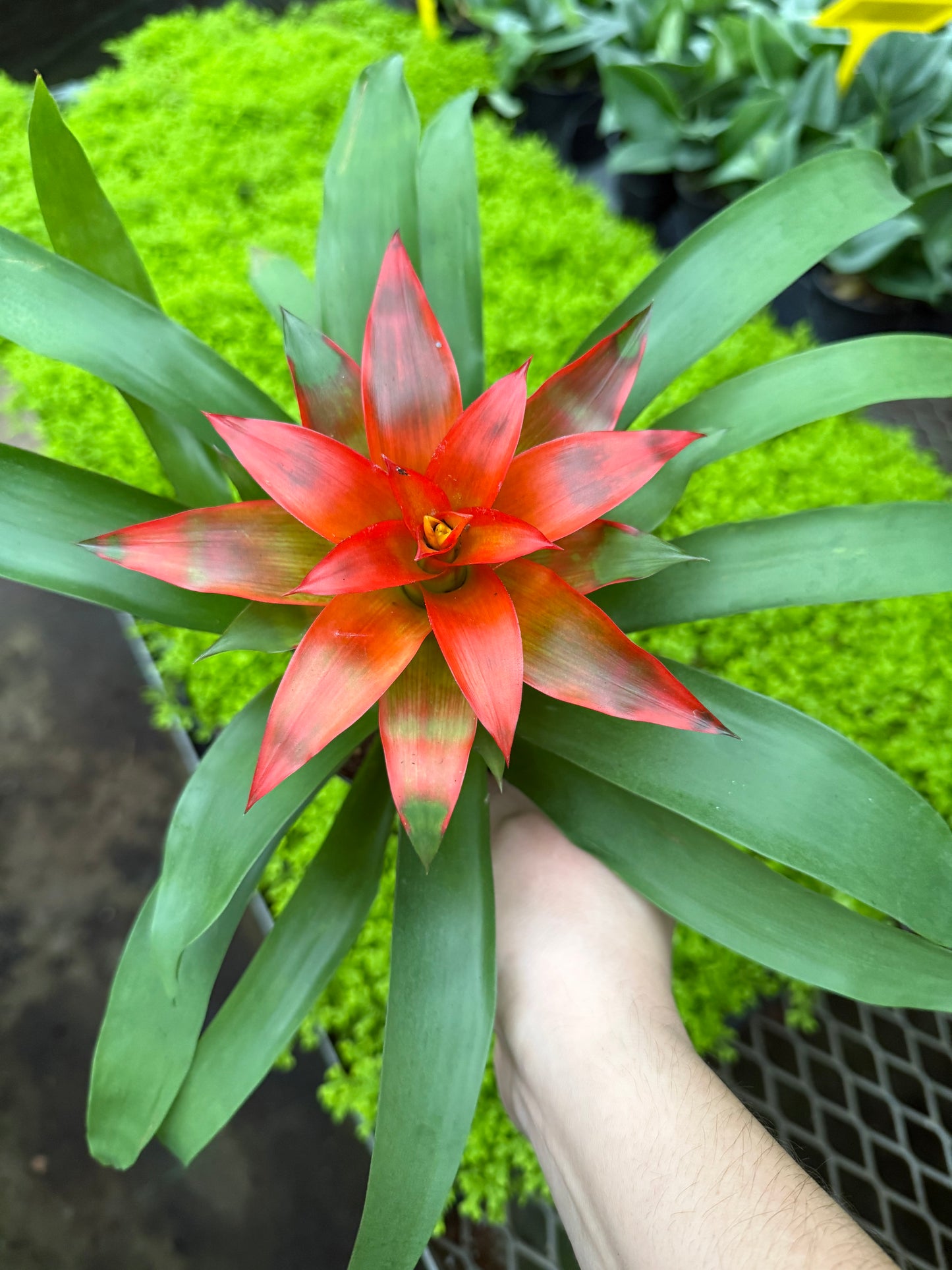 Bromeliad