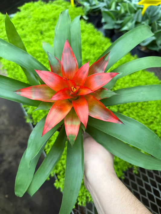 Bromeliad