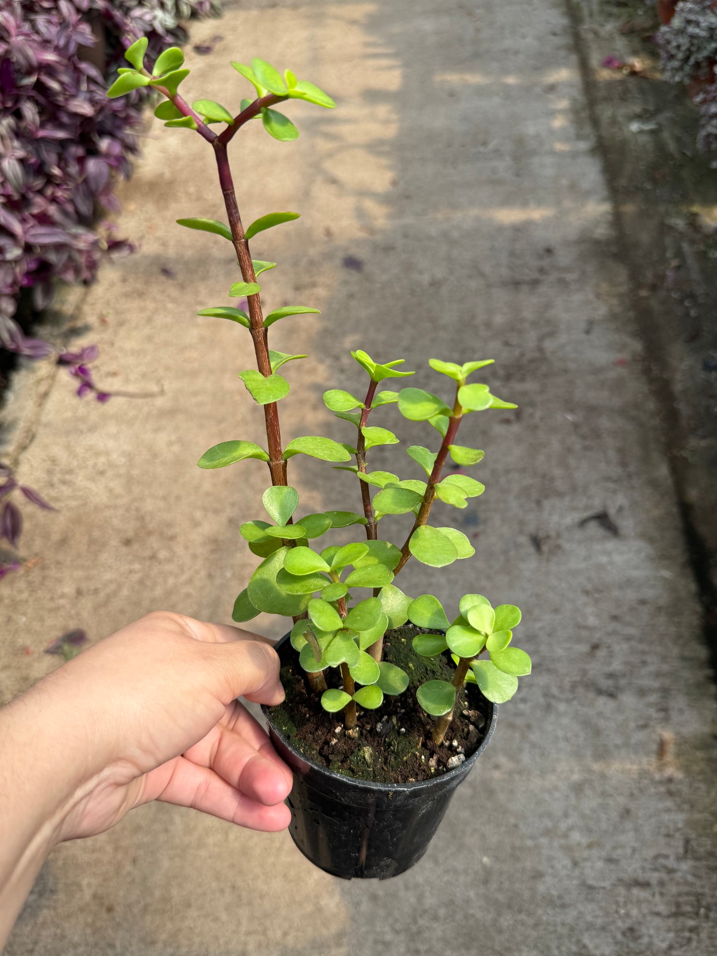 Portulacaria Afra
