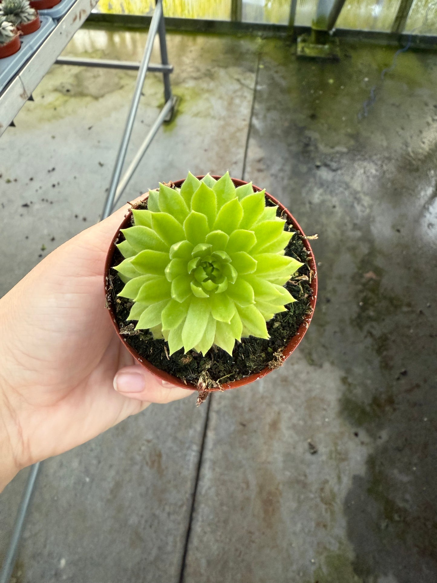 Sempervivum ‘Lemon Flare”