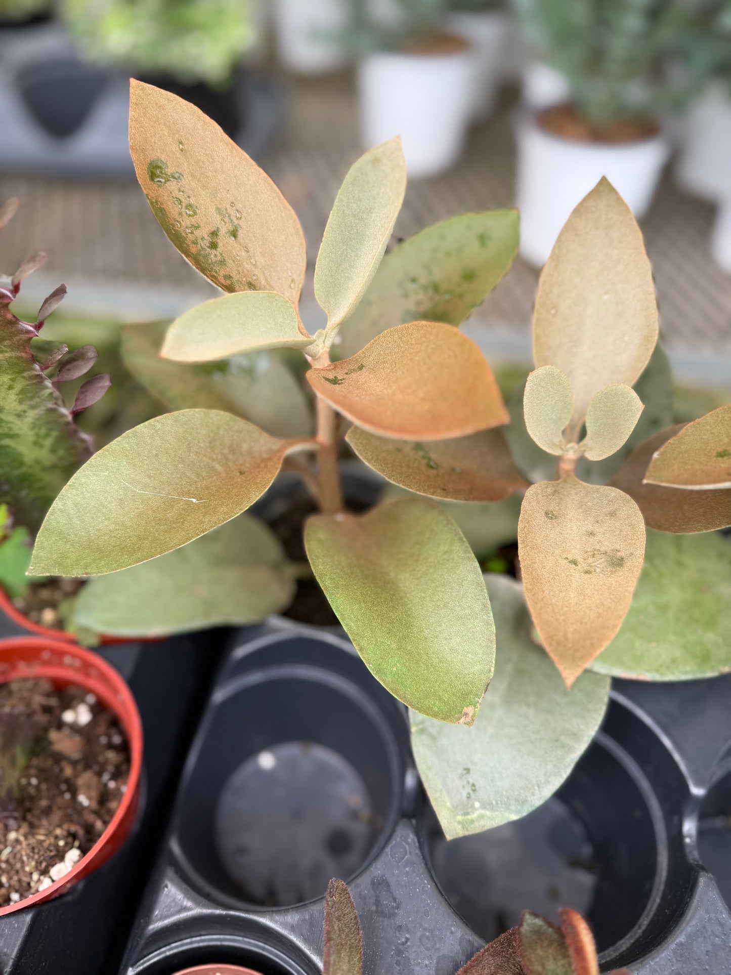Kalanchoe Orgyalis (Copper Spoons)