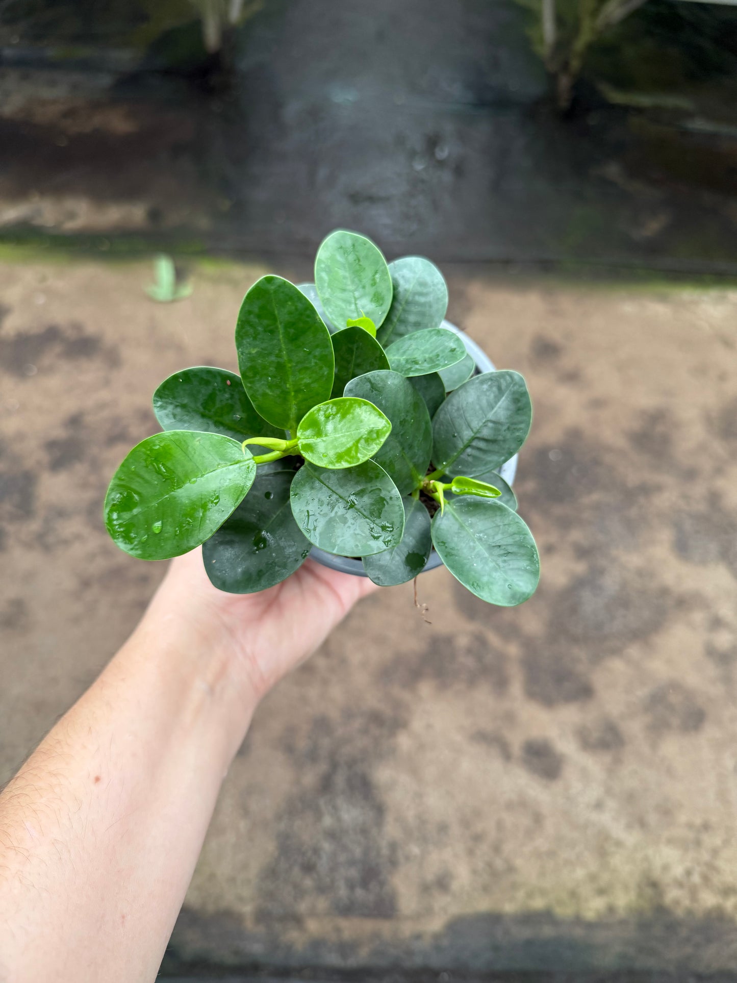 Ficus microcarpa ‘Green Island’