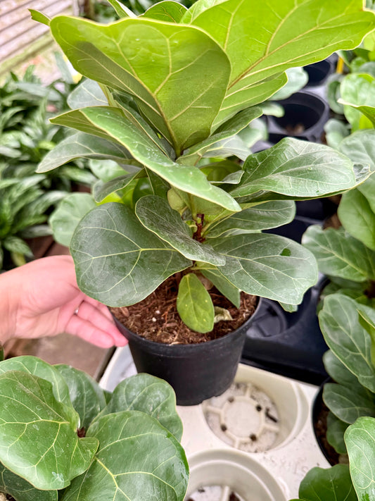 Ficus lyrata