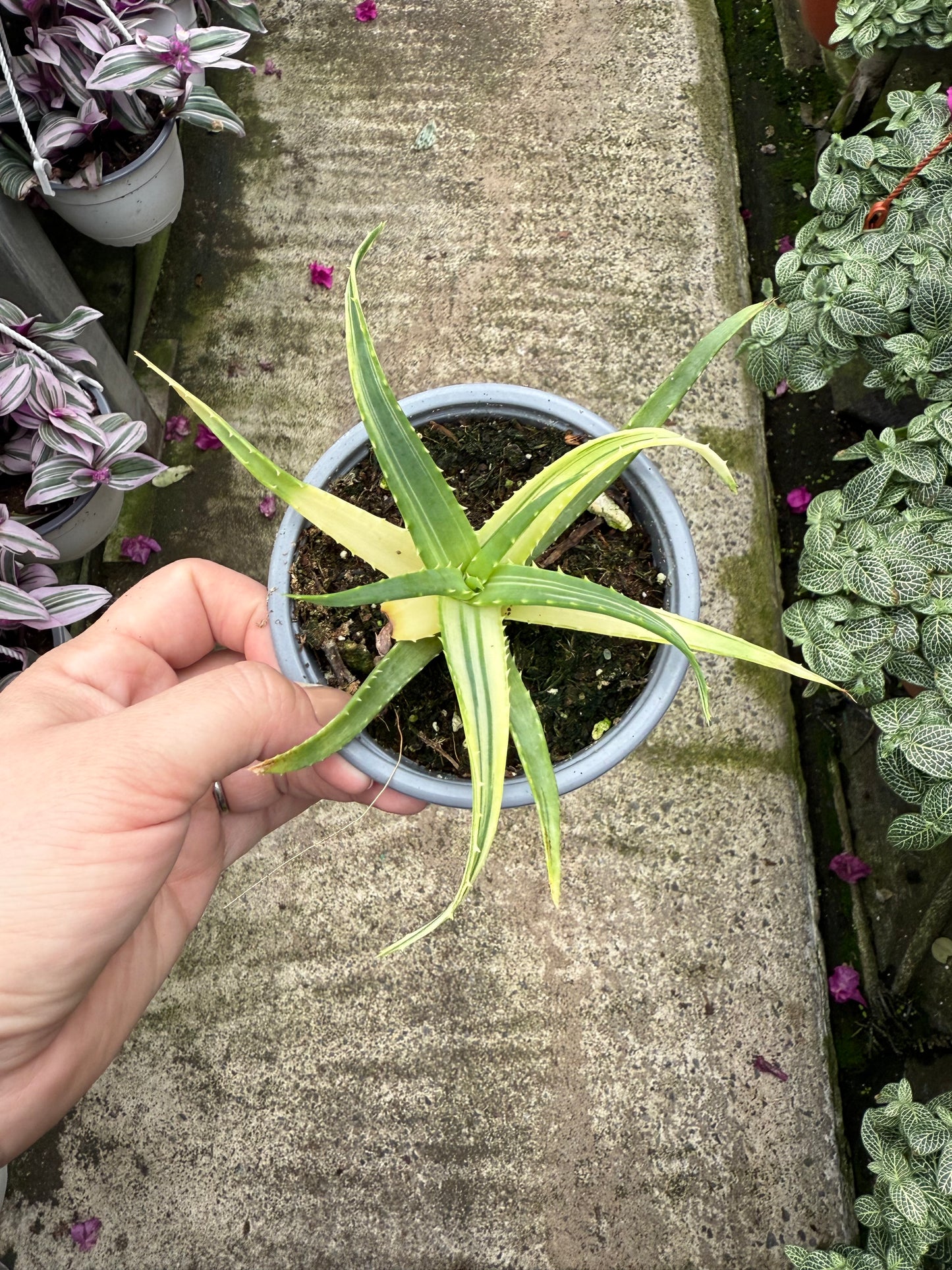 Aloe ‘Solar Flare’