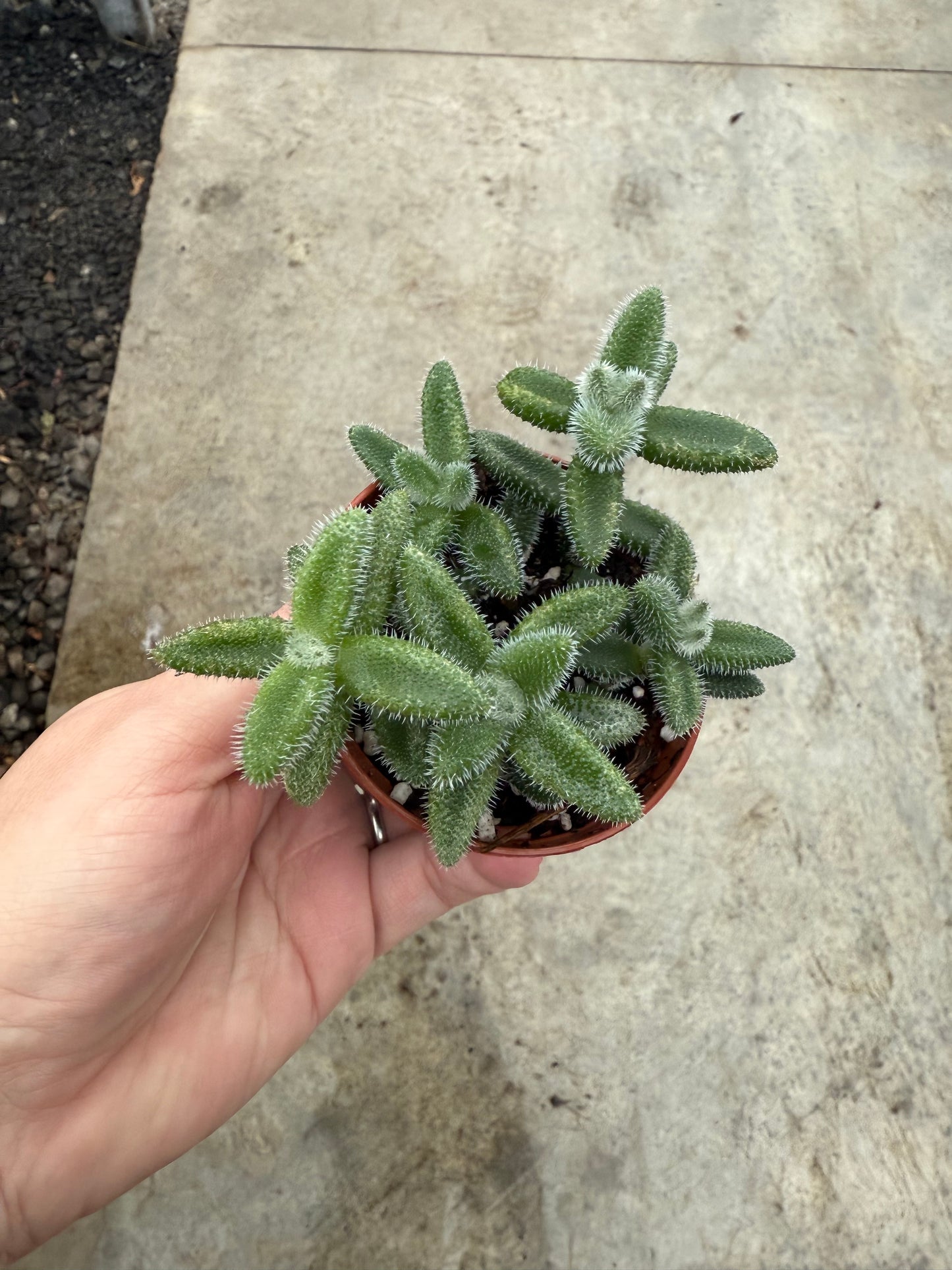 Delosperma Echinatum 'Plante à cornichons'