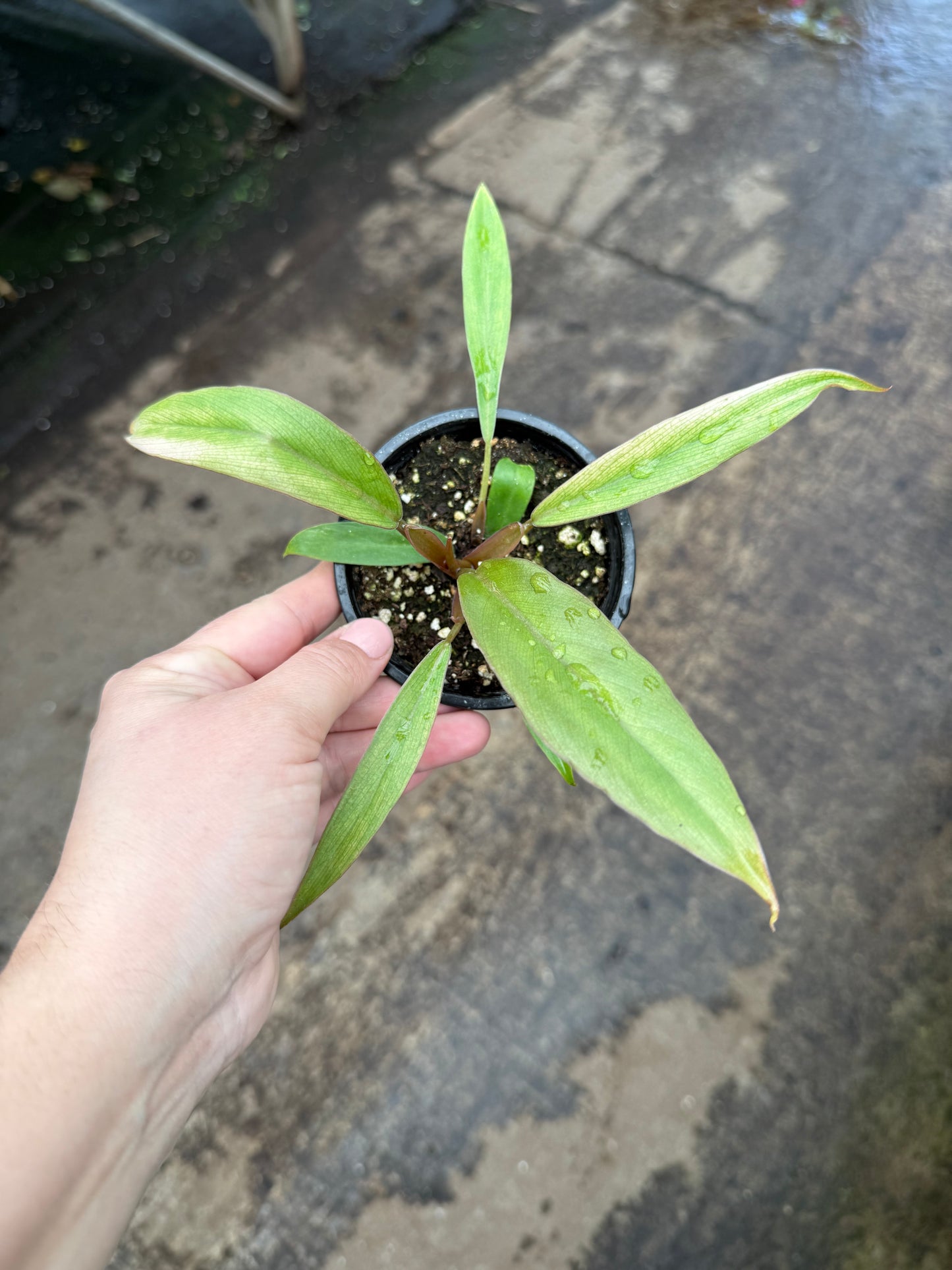 Philodendron ‘Caramel Pluto’